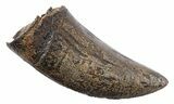 Serrated, Fossil Tyrannosaurus (Trex) Tooth - Wyoming #299743-1